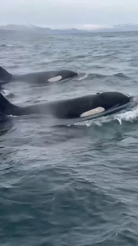 ������� ��������� ������� �������� �� ����� �����