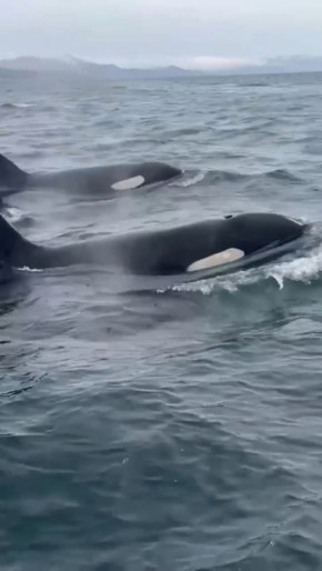 ������� ��������� ������� �������� �� ����� �����