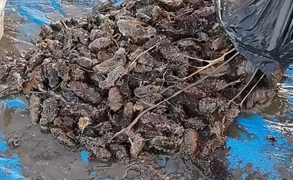 �� �������� �������� ����� ������ �� ������ �������� � ������ ����� �� 9 ��� ������