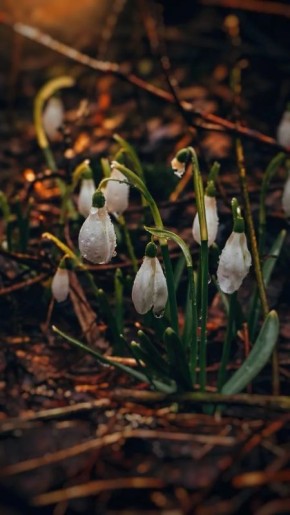 ������ ����, ����-���������!