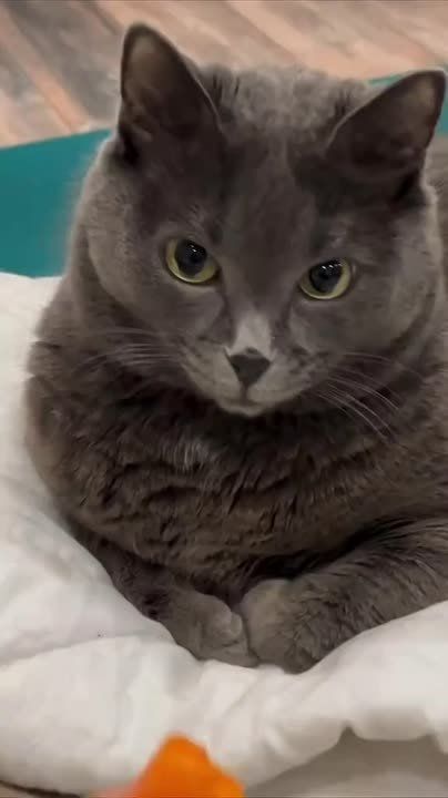 ������ ����, ������� � ������