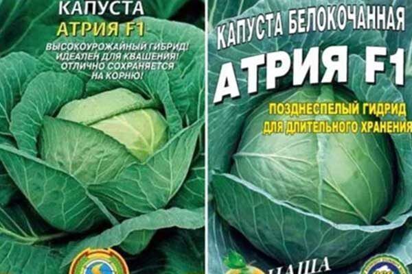 ������� �����: ��� ��������� ��������� ������ � ��������� ��� �� ������ ������