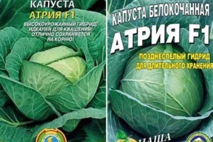 ������� �����: ��� ��������� ��������� ������ � ��������� ��� �� ������ ������