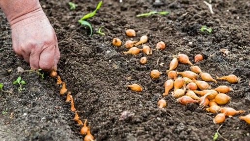 ��� ��������� ����������� ����� � �������: �������� ������ ��� ��������� ������