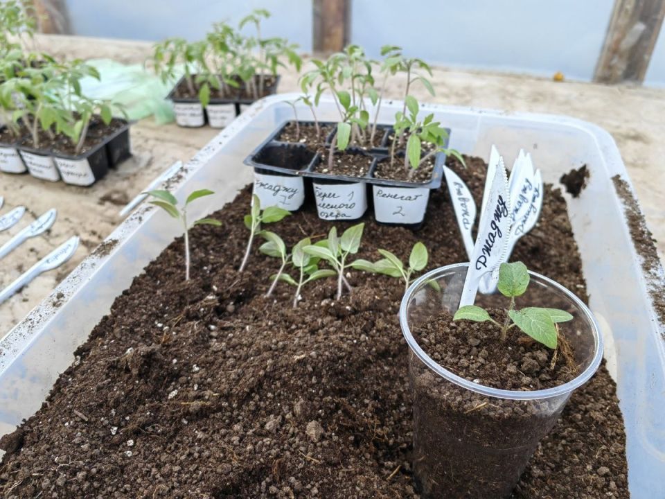 ����������� ������ ������� ��� ���������