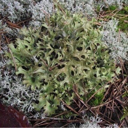 ��� ���������� �������� ����� �������� �������� ������� � ������