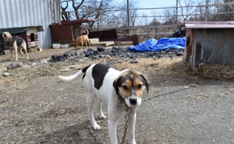 "����� ���������������� ����": �������� ����� �������� ������� "�����������" �� ��������