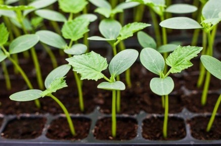 ��� ������������� ����������� ������� �������: ������������ ������ � �������