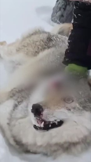 �������� ����� ���������� �� ������ ��������