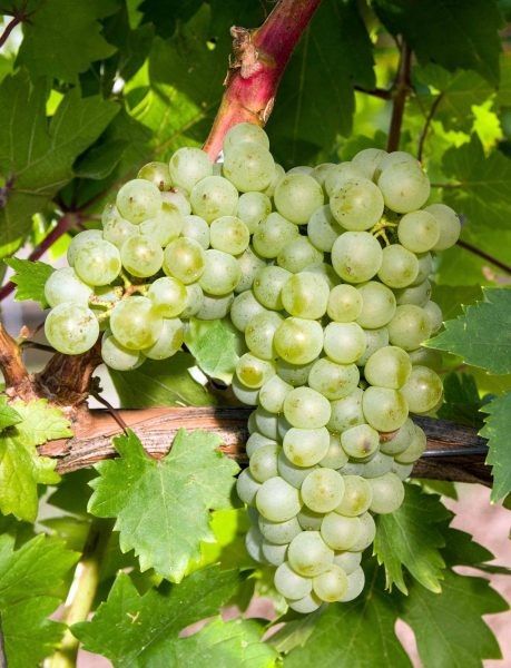 �������: ����� �������� ��� ���������� �������� ����