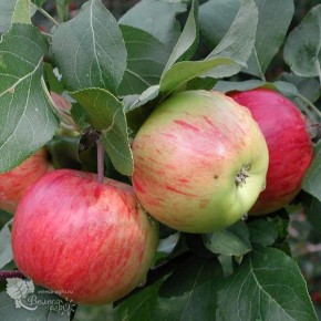 ������ �����: ������ ���� � ������� ������� � ��������������