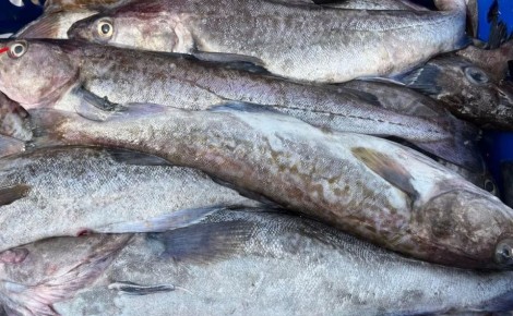 ��� ���� ��������� ������ ����� ���������� � ����-����������