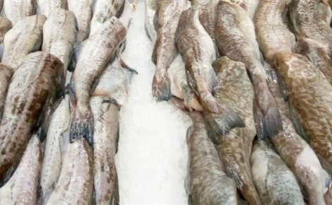 ���������� ���������� �� ��������� ����� �� 69 ������ �� ���������