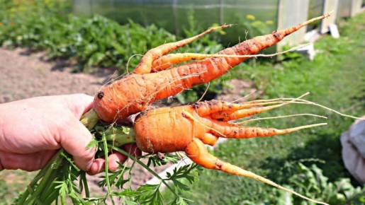 ��� ��������� ��������� �������: 5 ���������������� ������, ������� ����� ��������