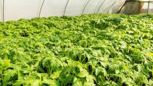 ��� ���������� �������� ������: ������� ��������� ������