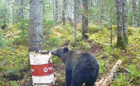 ��������� � "����" � ���������: ��������� ������� ����������� ����� �� �������