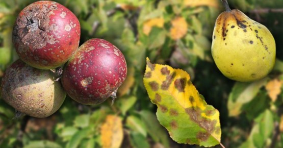 ��� �������� ������ � ����� �� �����: ������ �� ����