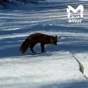 ���� ������ �� ���� � ������� �� ��������