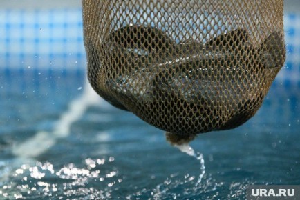 ����� ���������� ���������: ������� ������������ ����������� ������