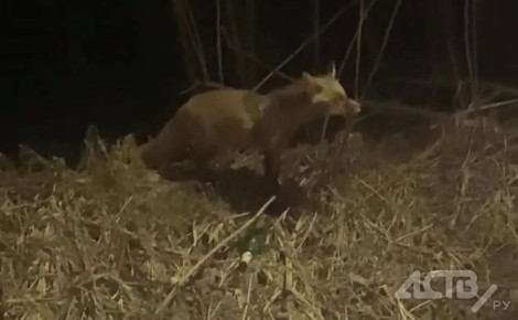 ������� ������ � ������� ������ � ����-����������