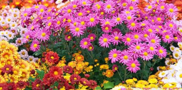 ��� ������� ������� ���: 12 ��������� �������, ������� ����������