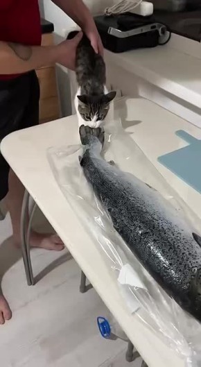 ������ ����, ������� � ������