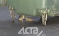 "У них гнездо прямо под аптекой": жители Южно-Сахалинска жалуются на "табуны" крыс