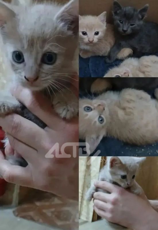 Не бросил в беде: сахалинский военнослужащий спас беременную кошку Не бросил в беде: сахалинский военнослужащий спас беременную кошку