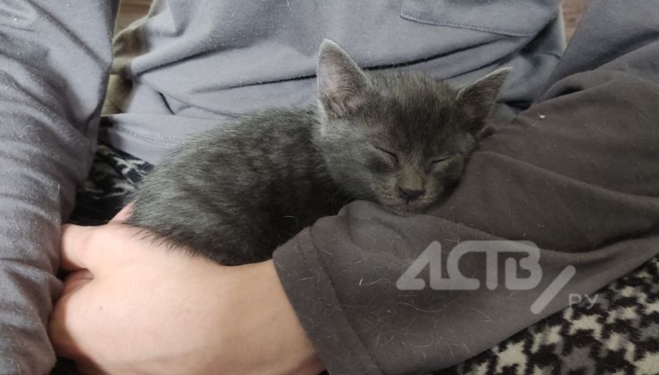 Не бросил в беде: сахалинский военнослужащий спас беременную кошку Не бросил в беде: сахалинский военнослужащий спас беременную кошку
