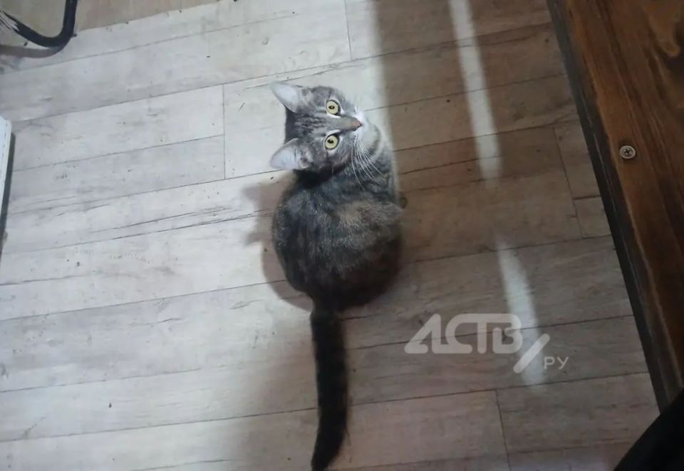 Не бросил в беде: сахалинский военнослужащий спас беременную кошку