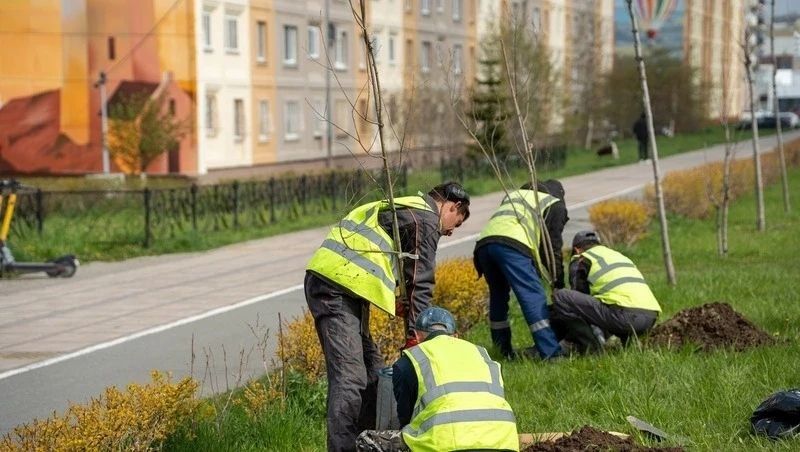 Более 400 деревьев и 16 тысяч кустарников высадят в Южно-Сахалинске Более 400 деревьев и 16 тысяч кустарников высадят в Южно-Сахалинске