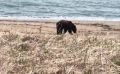 Медведь вышел к морю на побережье Взморья
