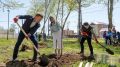 Новая березовая роща украсила Южно-Сахалинск в рамках экологической акции