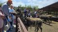 Экскурсию по оленьей экоферме впервые провели для семей участников специальной военной операции