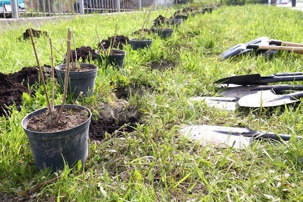 Проспект Победы в Южно-Сахалинске украсили кусты сирени и гортензии Проспект Победы в Южно-Сахалинске украсили кусты сирени и гортензии