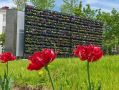 Южно-Сахалинск радует горожан своим цветением