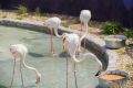 В Сахалинском зооботаническом парке сотрудники Музейно-мемориального комплекса «Победа» организовали творческий мастер-класс «Розовый фламинго: грация в красках» в рамках программы «Этюды у вольера»