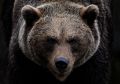 Медведь подрал мужчину на Сахалине — любителей охоты и рыбалки просят быть осторожными