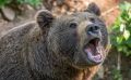 "Решили отстрелить": на Сахалине ищут медведя, напавшего на рыбака