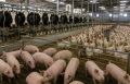 Сельхозпроизводство на Сахалине немного выросло, но поголовье скота снижается