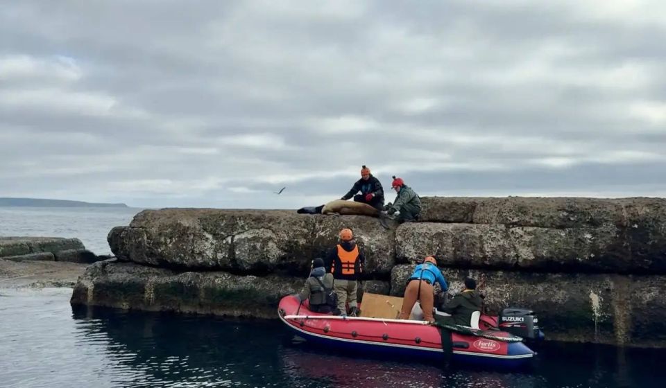 Морского льва в Невельске спасли от пластикового кольца на шее Морского льва в Невельске спасли от пластикового кольца на шее