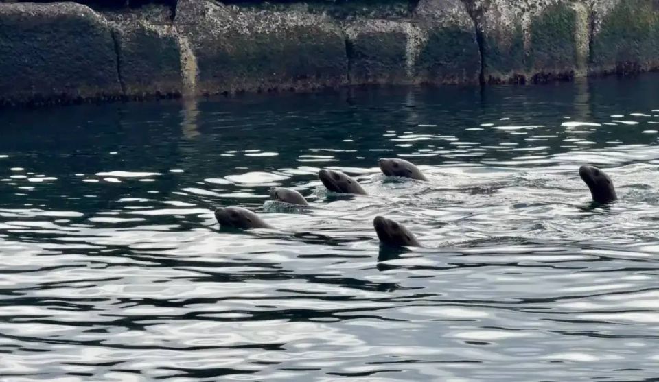 Морского льва в Невельске спасли от пластикового кольца на шее Морского льва в Невельске спасли от пластикового кольца на шее