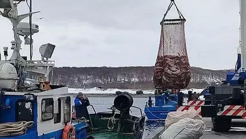 Малая путина на Итурупе продолжает свой ход