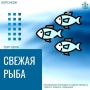 Сегодня, 27 января, стартует продажа свежей наваги по цене 92 рубля за килограмм