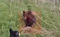 В сети появился ещё один фрагмент вирусного видео с медведем и рыбаком из Углегорска
