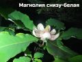 Магнолии расцвели на Сахалине раньше срока