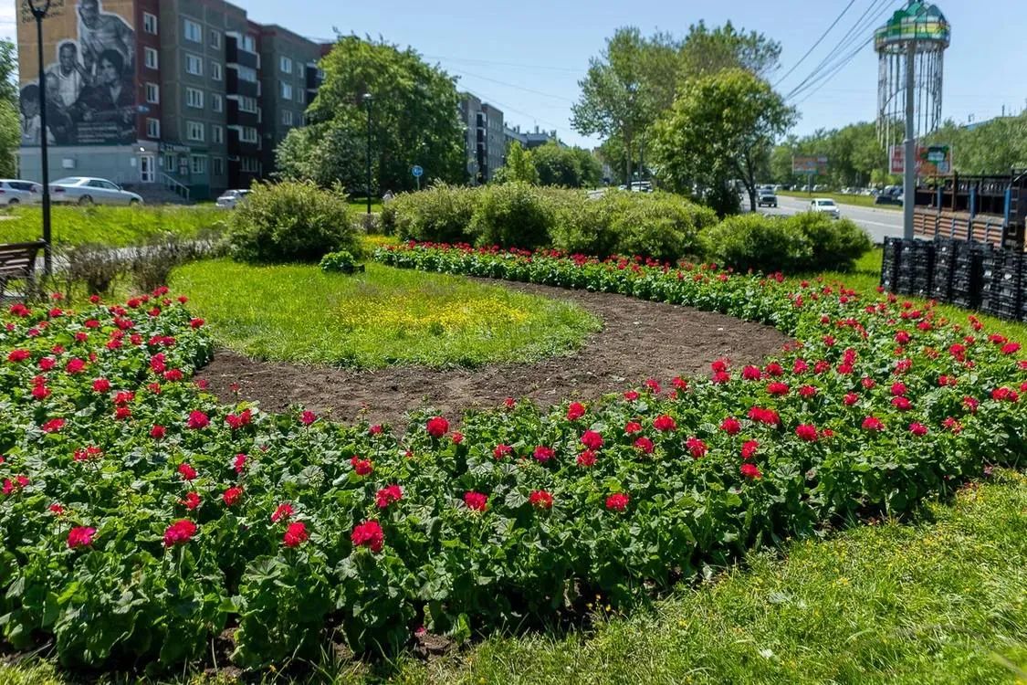 Еще более 50 тысяч цветов украсили улицы Южно-Сахалинска Еще более 50 тысяч цветов украсили улицы Южно-Сахалинска