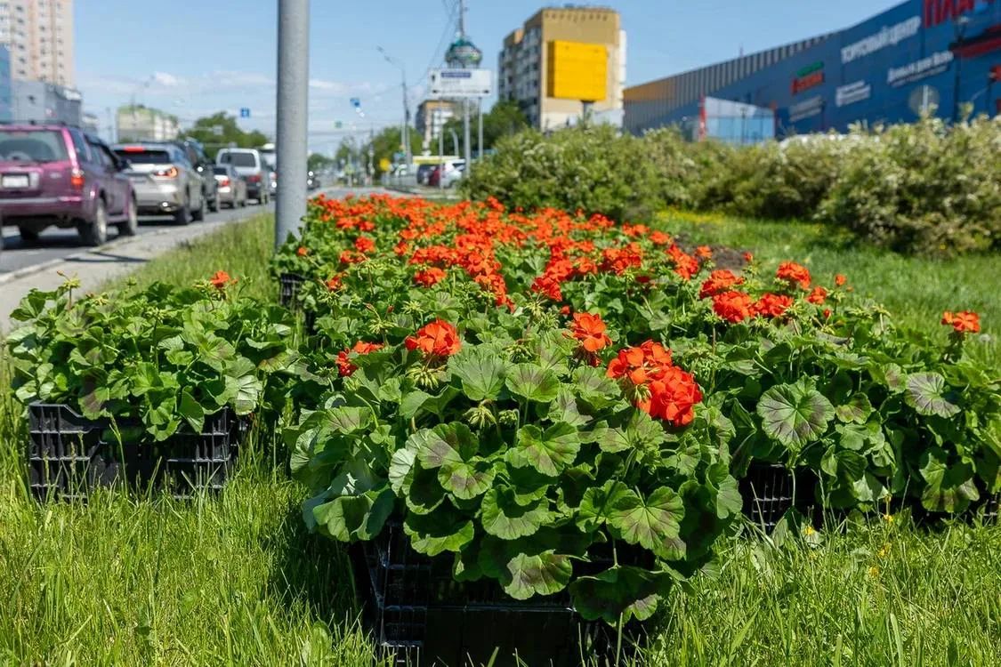 Еще более 50 тысяч цветов украсили улицы Южно-Сахалинска Еще более 50 тысяч цветов украсили улицы Южно-Сахалинска