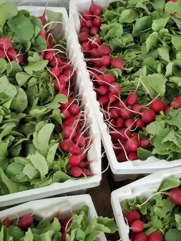 Сахалинские растениеводы начали сбор ранней овощной продукции! Сахалинские растениеводы начали сбор ранней овощной продукции!