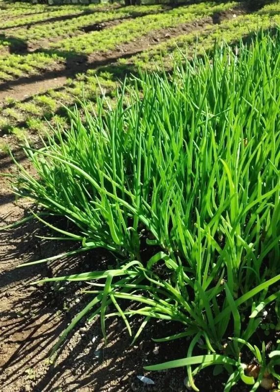 Сахалинские растениеводы начали сбор ранней овощной продукции!
